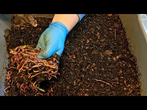 Two older red wiggler worm bins fed after 8 days - vermicomposting