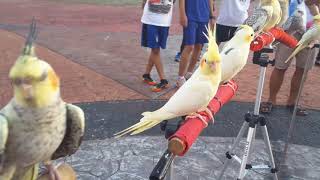 Download lagu Cockatiel, Falk, Parkit Australia (Batam Free Flight) mp3 Download lagu Cockatiel, Falk, Parkit Australia (Batam Free Flight) mp3