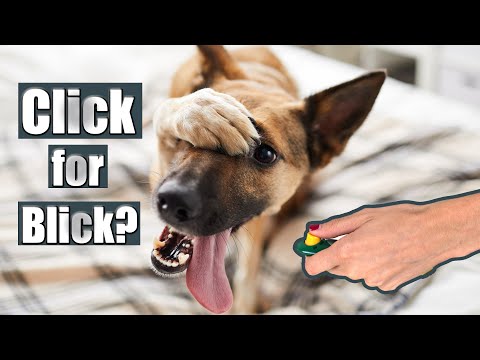 Clickertraining mit Hund - effektiv oder sinnlos?