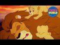 ROI LION SIMBA ép. 1 | SIMBA dessin animé complet en francais | ROI LION pour les enfants
