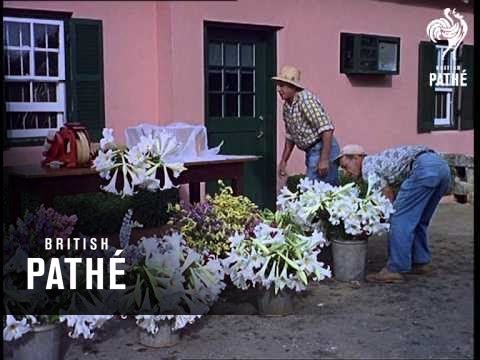 Out Takes / Cuts From Cp 707 - Bermuda (1968)