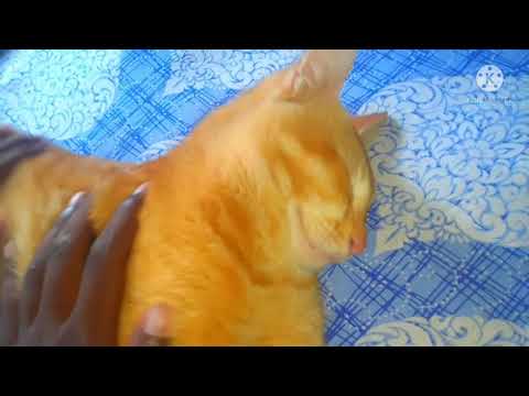 MY ALSI CAT 😊😊 #VLOG1 #ROWDY007 #ROWDYFAMILY #ROWDYOFFICIAL 🇮🇳👽🎯🔥