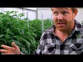 Inside Collective Elevation | Cannacribs Facility Tour + Conference Announcement