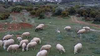 preview picture of video 'Sheep graze in Kato Olympus'