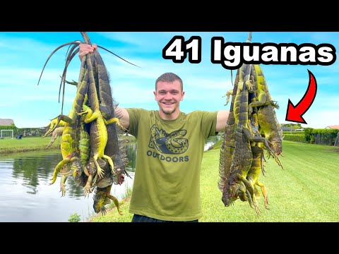 Hunting Down Invasive Iguana Lizards Destroying Florida!