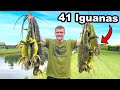 Hunting Down Invasive Iguana Lizards Destroying Florida