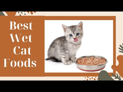 Best Canned Cat Foods (Vet Recommended Healthy Wet Cat Food)