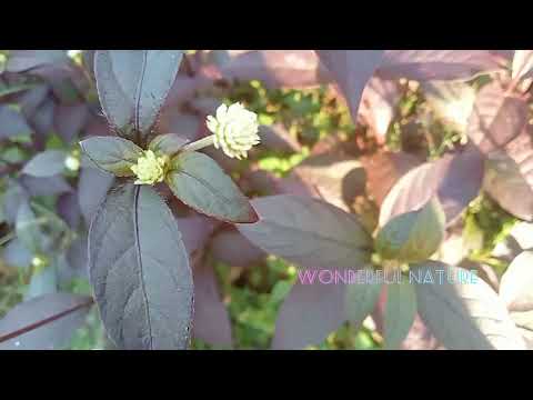 നീലലോഹിത ചീര/Neela lohitha cheera /purple joyweed spinach/Brazillian spinach