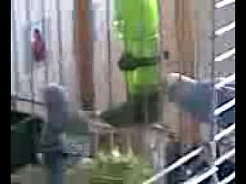 Tiuhti & Viuhti trying to drink water