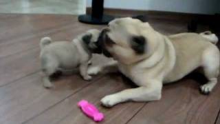 Homer & Lisa - 2 Pug Puppies