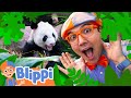 Blippi S Wild Animal Friends From Pandas To Kangoroos