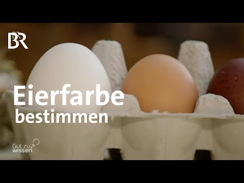 , title : 'Bunte Eier: Hühnerohren bestimmen die Eierfarbe | Landwirtschaft | Gut zu wissen | BR'