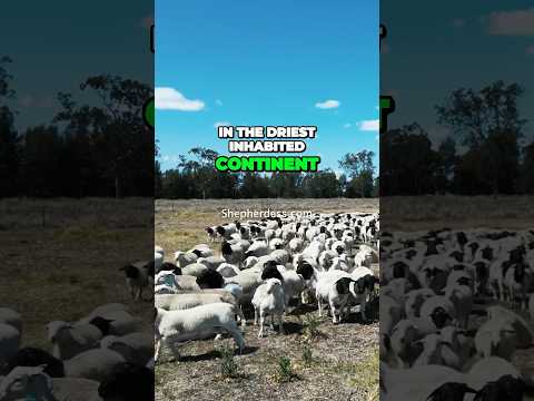 , title : 'ANGUS OF THE SHEEP WORLD | Raising Dorper Lambs in Australia  #sheepranch #sheepbreeder'