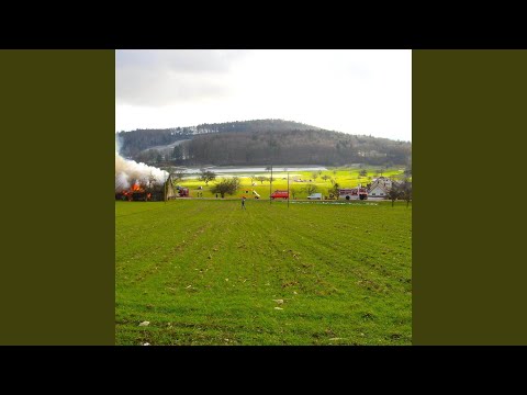 Cricket Diamondthistle