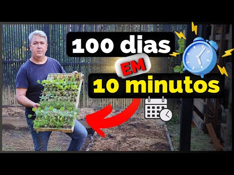 HORTA PARA INICIANTES | PRINCIPAIS DICAS