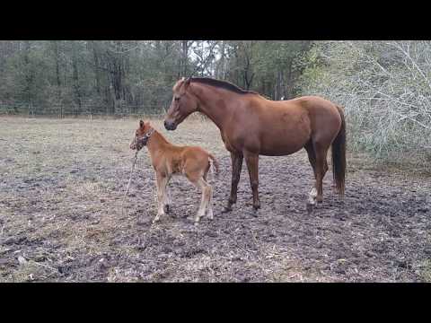Miss Karma's Filly, "Excey," Gets The Foal Lead Rope On For The First Time, January 15, 2019
