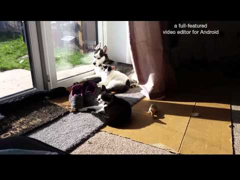 Husky Vlog. Can Cats and Siberian Huskys Live Together