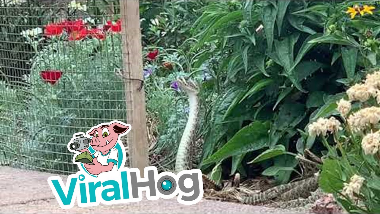 Dramatic Rattlesnake Combat Dance || ViralHog