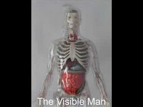 The Visible Man