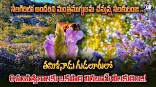 నీలగిరిలో అందరిని మంత్రముగ్ధులను చేస్తున్న నీలకురింజి ... తమిళనాడు గుడలూరులో 12 సంవత్సరాలకు
