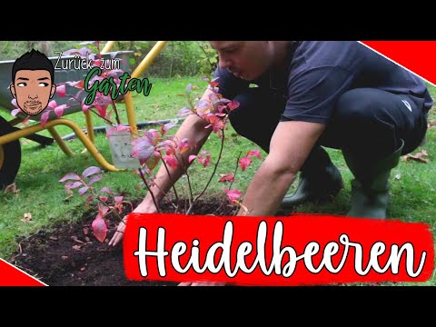 Heidelbeeren richtig pflanzen für hohen Ertrag  - ✅Boden, Standort, Pflegetipps