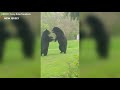 Black Bears Fight In Front Of Jersey Man S Home