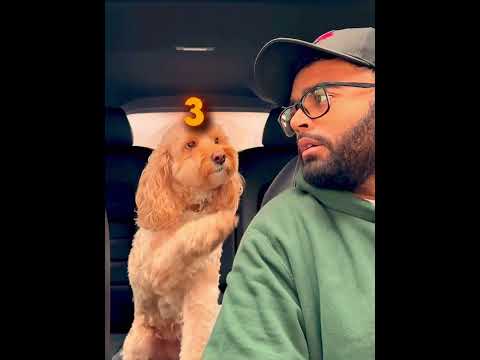 Dog Might Be Einstein ! 🫨