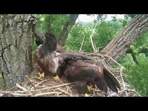Decorah Eagles Quite The Aggression Between 2 Eaglets 6/14/18