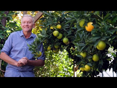 The Garden Gurus - Steps to success with Citrus