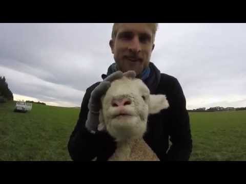 , title : 'PVT en Nouvelle-Zélande : travailler avec des moutons !'