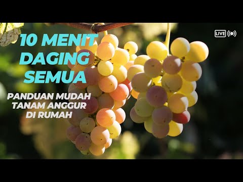 , title : 'Video 10 Menit Daging Semua! Kiat Sukses Menanam Anggur Di Rumah . Mustakim Bogor Timur'