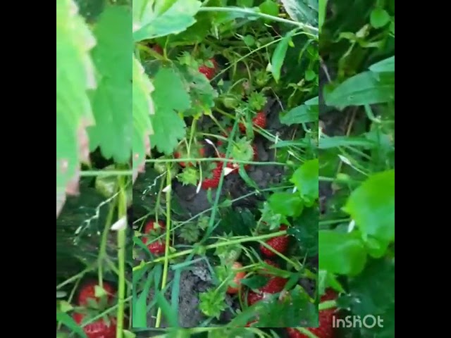 Балыкбистәлеләр рәхәтләнеп җиләк җыя