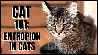 Cat 101: Entropion In Cats