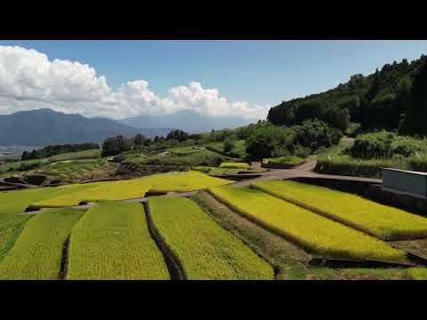 山梨県南アルプス市「中野の棚田」rice terraces at nakano in Minami-alps city
