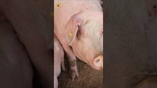Real Sounds of Sow and Sucking Pigs 🐖 Pig Farming