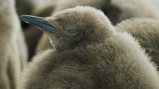 King Penguins and Melting Glaciers | Our Frozen Planet | BBC Earth