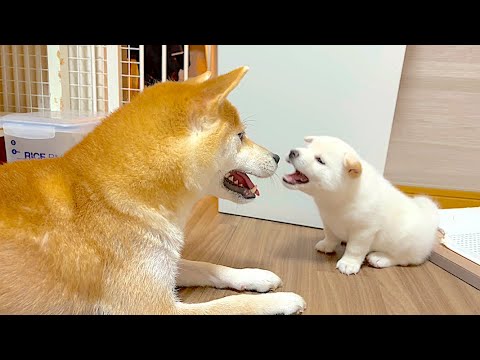 子犬は何歳になったら母犬から引き離すことができますか?