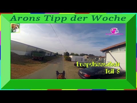 Arons Tipp der Woche zum Thema Losgelassenheit Teil5 – vom mobilen Pferdeflüsterer
