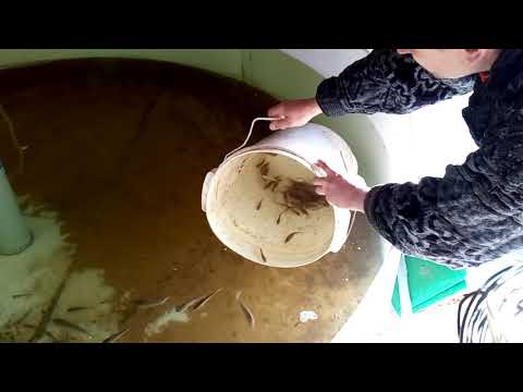 19 мая 2019г. Запуск малька карпа в бассейн.