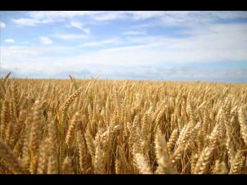 Schmidbauer & Kälberer - Felder voller Gold