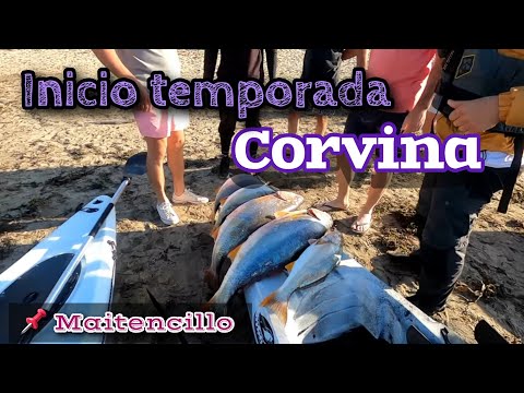 Inicio de temporada de la corvina - Pesca de Corvinas en kayak, ¡una locura! - Maitencillo, Chile.