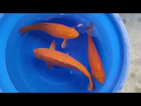 Omosako nisai 2022(3)