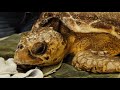 Murder On The Reef Updated Trailer July 2018