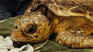 Murder on the Reef (2018) Video