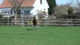 Video koně Baltik Sitte