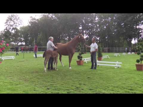 Hengst von Balous Bellini Lamoureux I