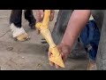 MUST WATCH If You Own HORSES SUSPENSORY LIGAMENT INJURY HORSESHOE