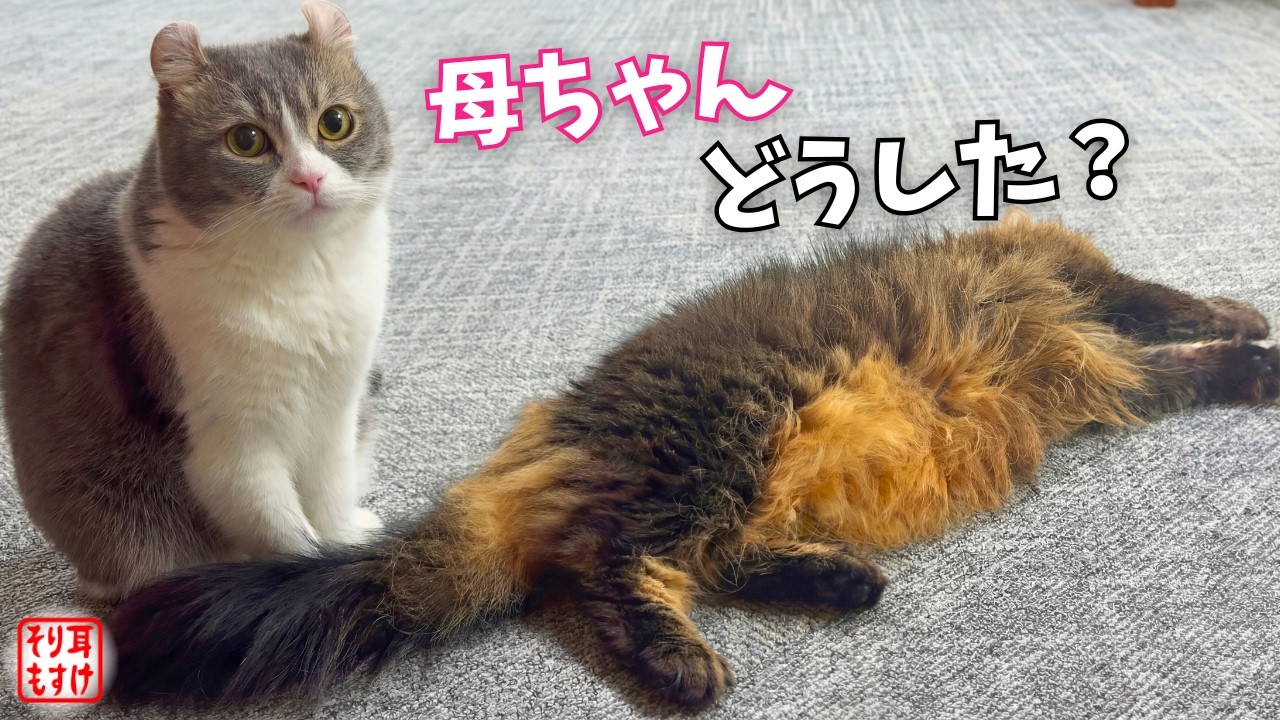 倒れてたママを見つけた父ちゃん…次の瞬間まさかの行動に。