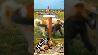 Download lagu pertarungan anjing vs monyet #dog #monkey mp3 Download lagu pertarungan anjing vs monyet #dog #monkey mp3