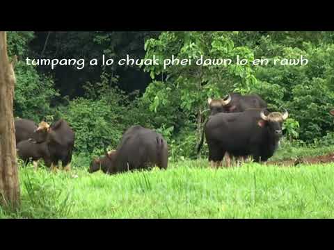 mizo pi leh puten sele anlo thi leh tumpang chu (bos gaurus)